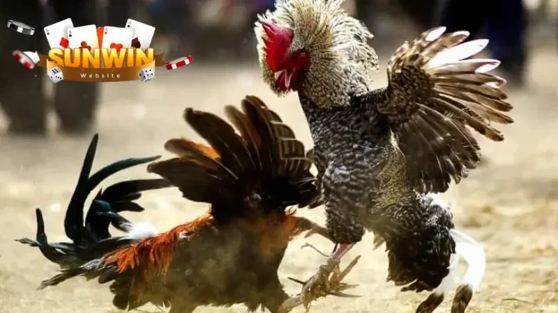 Các hình thức đá gà cực hot tại sảnh Sunwin